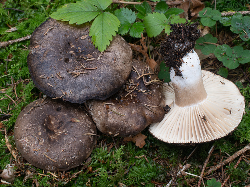 Russula nigricans Russula nigricans
